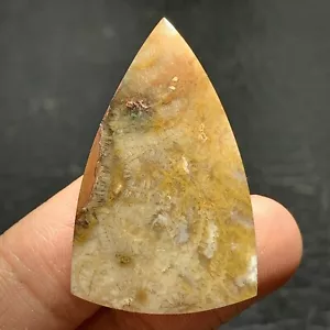 Natural Coral Fossil Cabochon 36x22x6mm High Quality 38.5 ct - Picture 1 of 6