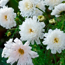 Kings Seeds - Cosmos Double Click Snowpuff - 60 Seeds