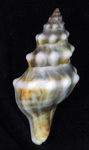 SEASHELLS  TARANTINAEA LIGNARIA GREAT - Picture 1 of 2
