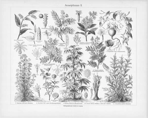 1905 PLANTAS MEDICINALES ÁRBOLES #2 GRABADO ILUSTRACIÓN IMPRESIÓN 2 Pg DESPLEGABLE - Imagen 1 de 3