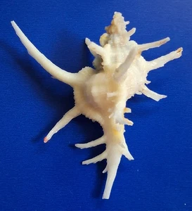 Sea shell Chicoreus axicornis 61mm, F+++, amazing white body, exceptional - Picture 1 of 6