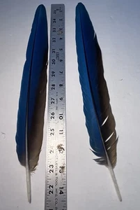 2. Blue & Gold Parrot Tail Feathers 14” Inches - Picture 1 of 6