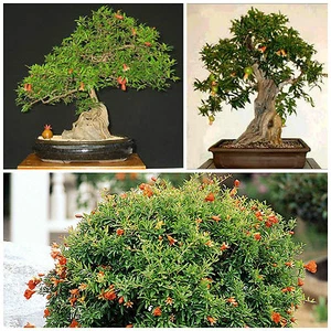 10 semi di punica granatum nana, Melograno nano, semi bonsai - Bild 1 von 1