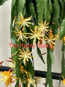 Epiphyllum Yellow Gold Charm-10” Basket-Exotic Orchid Cactus Mature House Plants - Picture 1 of 10