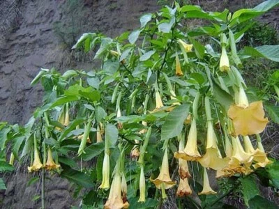 Brugmansia suaveolens | Yellow | Angel's Trumpet | 25 Seeds - Image 1 of 4