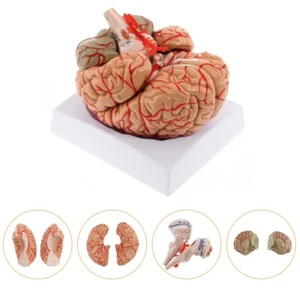 Anatomically Accurate 8-Part Human Brain Model Anatomy Science Teaching Medical - Picture 1 of 12