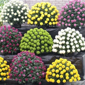 DAHLIA POMPON MIXED 100seeds Pompom Prolific Blooms - Picture 1 of 17