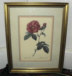 Antiguo estampado vintage ""Rosa Gallica"" Rosier De France de Redouté - Imagen 1 de 3