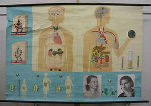 School Wall Map Picture Hormone Glands Steroids 164x115 Vintage Chart ~ 1970 - Foto 1 di 1