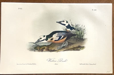 John James Audubon Hand Colored Lithograph, Octavo Western Duck Plate 407 - Image 1 of 4