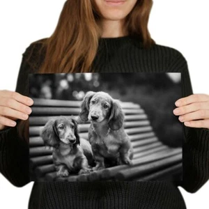 A4 BW - Dachshund Puppies Sausage Dog Puppy Poster 29.7X21cm280gsm #43680 - Picture 1 of 4
