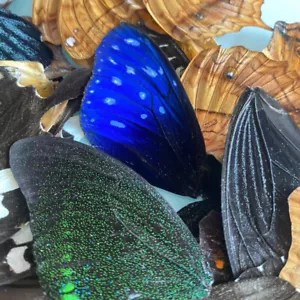 50/100pz DIY ali di farfalla vere esemplari gioielli artigianato opera d'arte materiale decorazione - Foto 1 di 8