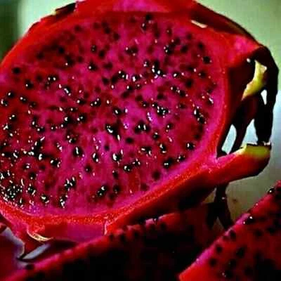 50 RED DRAGON FRUIT VINE SEEDS Cactus Pitaya HUGE 12" Flowers (H. costaricensis) - Image 1 of 4