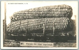 EXAGGERATED CORN MANDAN N.D. 1911 ANTIQUE REAL PHOTO POSTCARD RPPC - Picture 1 of 2
