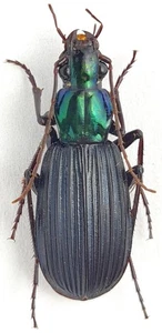 Carabidae Chlaenius (Haplochlaenius) sabahensis Malaysia, Sabah - Picture 1 of 1