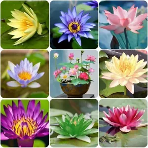 60 Pcs Mix Bonsai Bowl Lotus Seeds, Water Lilys Flower Plant, Lotus Seeds - Picture 1 of 8