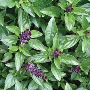 ALBAHACA CANELA - ALBAHACA CANELA 100 SEMILLAS - Imagen 1 de 1