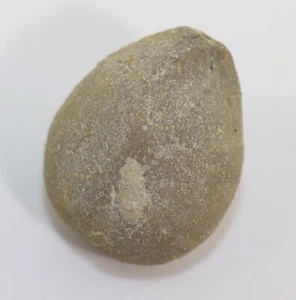 Seeigel, Collyrites carinatus, Jura, Kimmeridge, Pilgerndorf, Deutschland -k265 - Picture 1 of 5