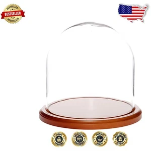 Stylish 8" Glass Display Dome with Walnut Base - Ideal for Antiques and Florals - Picture 1 of 2