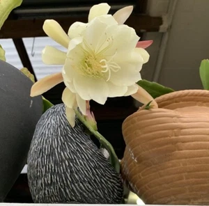 LARGE CREAM EPIPHYLLUM - 2 CUTTINGS AVAIL ABLE 2 for $25 or OFFER - Picture 1 of 3