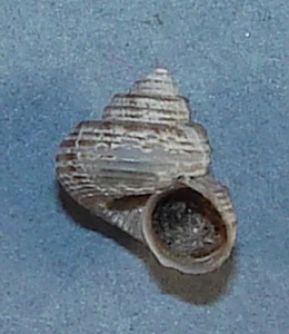 SOLARIELLA PERMABILIS 10,55 mm HERMOSO ESPÉCIMEN de Gaviota, California - Imagen 1 de 2