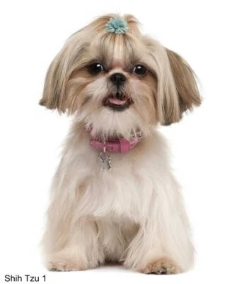 LARGE-SIZED CAR DECALS - SHIH TZU - 2 CHOICES - Image 1 of 3