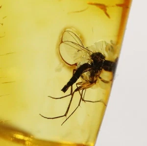 Baltic Amber with Insect | Fossil Inclusion in Genuine Certified Amber - Picture 1 of 10