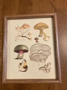 Vtg Botanical Mushroom Print Framed Art 9x11 - Picture 1 of 8