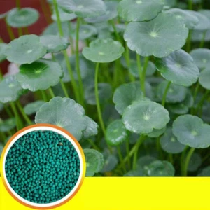 Pennywort (hydrocotyle vulgaris) 100Pcs seeds - Picture 1 of 8