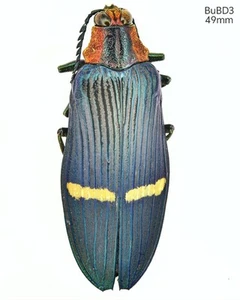 BuBD3 Buprestidae sp Yunnan Dehong 49mm - Picture 1 of 1