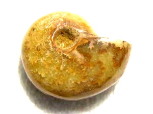 Ammonite fossil polished  1 1/2 inch plus  Madagascar lih34 - Picture 1 of 1