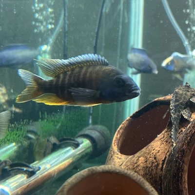 Juvi Aulonocara Jacobfreibergi Eureka Red African Peacock Cichlid  2-4” MALE USA - Image 1 of 4