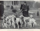 ENGLISH SETTER OLD ORIGINAL DOG PRINT PAGE FROM 1934 MRS EADINGTON  & DOGS
