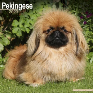 Kalender 2023 - PEKINOIS - Bild 1 von 2