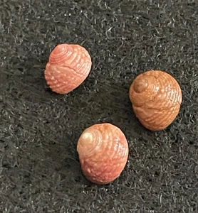 3 Gigahomalopoma carpenteri Pilsbry each measure 5 mm California, USA - Picture 1 of 4