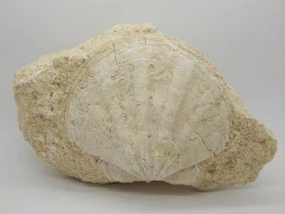 Fossil Macrochlamys alpina, ca 22x13x9 cm, Lacoste/Frankreich aus alter Sammlung - Bild 1 von 4