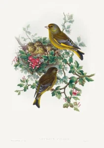 Póster fotográfico impresión arte pared pájaro jilguero John Gould vintage A3 A4 A5 - Imagen 1 de 6