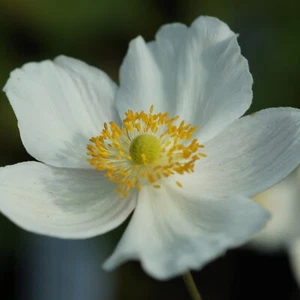  Herbstanemone - Anemone Japonica-Hybride 'Honorine Jobert'  weiß blühend - Bild 1 von 2