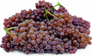 **2pcs Red & Purple Champagne 🍇 Table Grape Vine Cutting** Grow Your Own::. - Picture 1 of 1