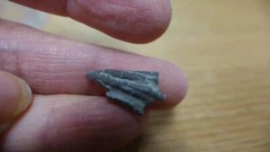 GEOLOGICAL ENTERPRISES Ordovician fossil Crinoid Ectenocrinus grandis Ohio - Picture 1 of 5