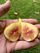 2 LSU Scott's Yellow Fig Tree Cuttings