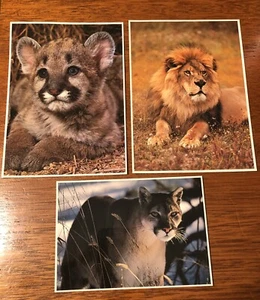 Lot Of 3 Vintage 1978 John Wagner Photo Prints Postcards Lions & Cougar Cub - Picture 1 of 7