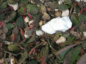 Winter hardy Prickly Prickley Pear Cactus 9 pads yellow flower cacti - Picture 1 of 9