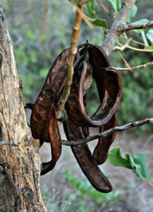 Vainas de algarroba secas enteras 1 kg, 1000 g Keci boynuzu Kurutulmus - Imagen 1 de 3