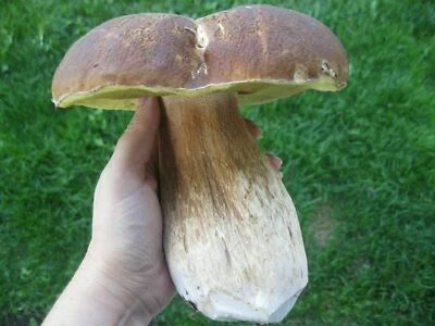 Semi di funghi PORCINI PORCINO MICELIO spore - Bild 1 von 3