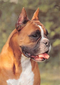 POSTAL PERRO Y GATO TAMAÑO CONTINENTAL PERRO BOXEADOR BUENO MUY BUENO - Imagen 1 de 2