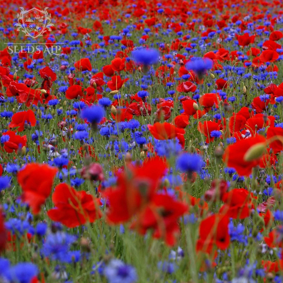 20-2000 m² MOHNWIESE SAMEN | KLATSCHMOHN KORNBLUME Bienenweide POPPY CORNFLOWER - Bild 1 von 1