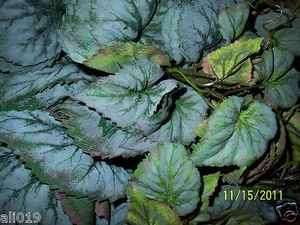 Frosted Grey Begonia  Bush Silk Leaf  Greenery  Bunch   5.5" -1.5"  174  Leaves - Picture 1 of 4