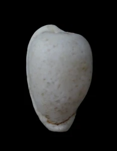 Cypraea (Cypraeovula) colligata 19,6 mm - Transkei del Norte, Sudáfrica - RARO - Imagen 1 de 6