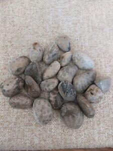 2" Petoskey Stones Unpolished Authentic Lake Michigan Fossils B Grade Lot of 21